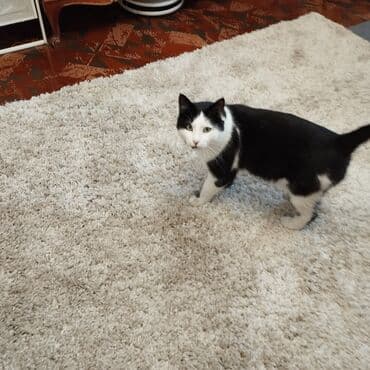 продажа домашних животных: Кошка даром: Беспородная, 4 года, Мальчик, Проглистована — 4