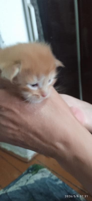 Мейн-Куны🥰. Предлагаются для раннего бронирования 3 сыночка и лапочка — 3