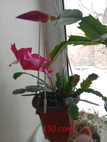 айгул гулу: Продаю декабрист Розовый с белым штрихом - 150 сом Белый - 250 сом — 1