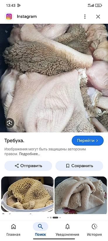купить собаку таксу: Требуха (говяжья для собак мытая как на фото есть 100 кг — 1
