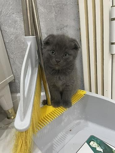 животные кошка: Шотландский вислоухий котёнок(девочка) (Scottish Fold), окраса голубой — 1