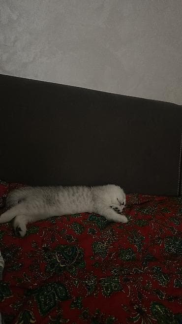 купить котенка шиншилла: Скотиш Фолд (Шотландская вислоухая), 1 месяц, Мальчик, Серебристая шиншилла, Приучена к лотку — 5