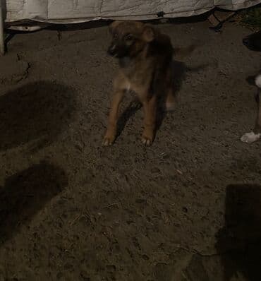 французский бульдог купить бишкек: Овчарка, 2 месяца, Самка — 9