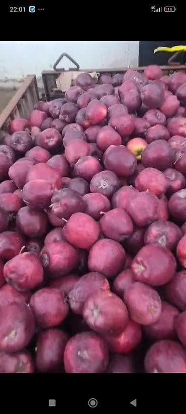 Яблоки Крипсон