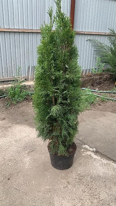 бонсай: Ту я можжевельники разной формы ( спираль бонсай, пирамида глобус — 10