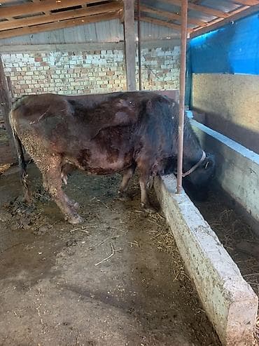 Продаю | Корова (самка) | Для разведения | Привязанные