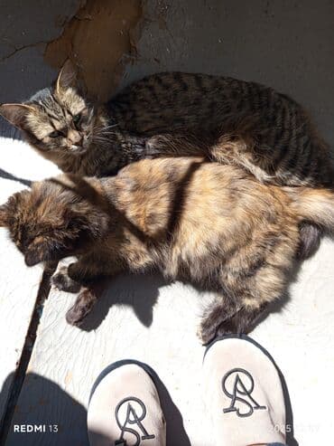 домик для кота: Породасыз, 1 жаш, Ургаачы, Таш бака, Лотокко барууга үйрөтүлгөн — 1