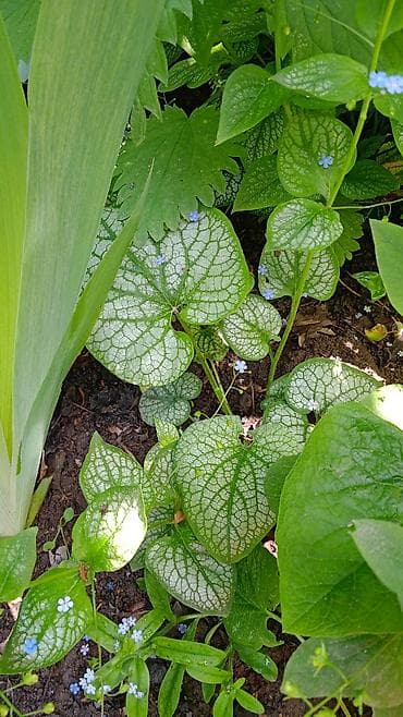 Үй жана бакча: Многолетние декоративные растения для сада обращайтесь в личные — 8