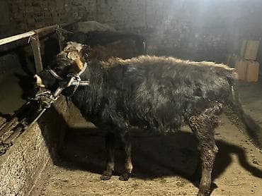 бычок оптом: Продаю | Бык (самец) | На откорм | Привязанные — 3