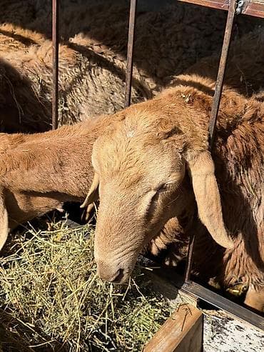 кошка шотландская цена: Продаю | Овца (самка) | Для разведения | Племенные — 5