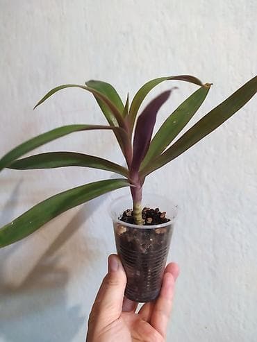 саженцы токмок: Комнатные растения: Традесканция Рео детка, неприхотливый, также есть — 3