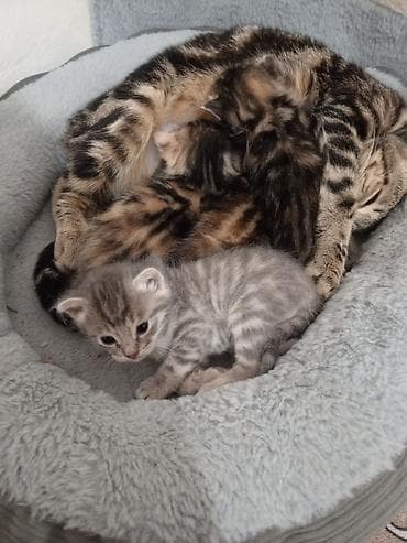 русская синяя кошка: Отдаю котят в хорошие руки домашние около 1месяца . 3девочек 1мальчик — 1