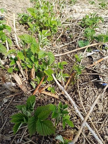 куплю малина: Рассада малины (молодые корневые отпрыски) - Сортовая малина, крепкие — 2