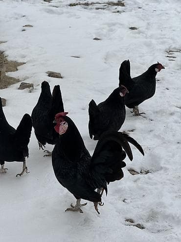 карликовые петушки: Продаю | Петух, Куры — 2