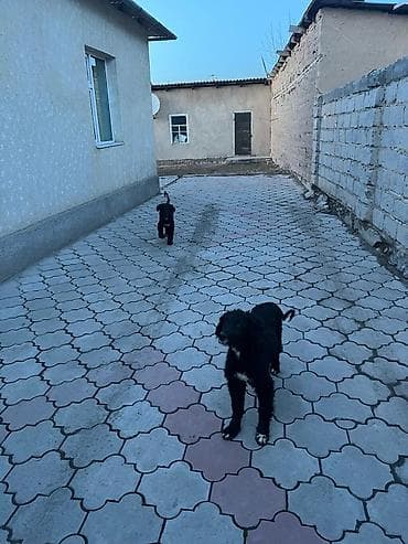 Тайган, 4 месяца, Самка, С прививкой