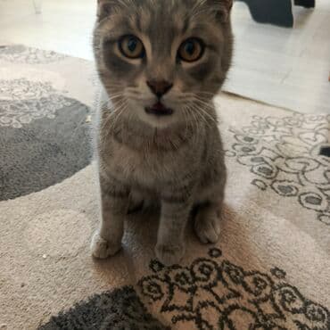 кошачьи домики: Котёнок домашний, короткошёрстный, серого окраса (дымчато-полосатый — 4