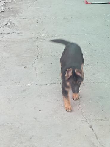 йорки собаки: Продаю щенка овчарка — 1