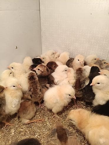 бойцовая птица: Продаю | Цыплята | Для разведения — 1