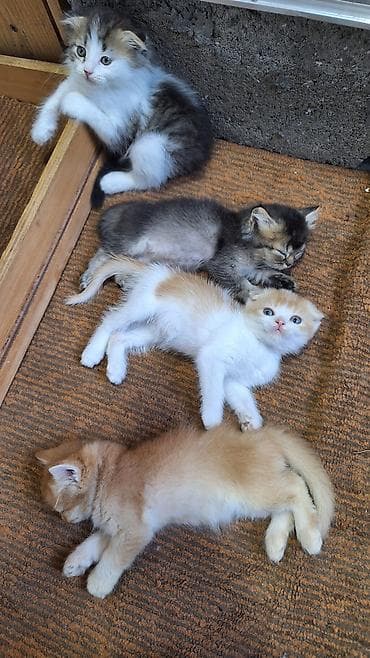 кошка мышык: Котята домашние, пушистые, разных окрасов. Описание: - Породы не — 6