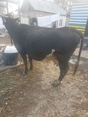 куплю домашнее животное: Продаю | Корова (самка) | Голштин | Для разведения | Привязанные — 6
