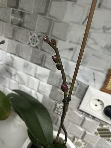 Кийимге кам көрүү жана сактоо: Срочно распродаю домашние орхидеи фаленопсис, все сортовые Голландия — 1