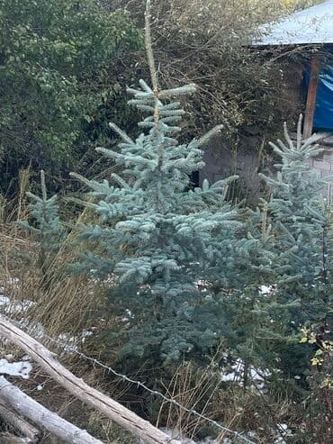 веник с совком цена бишкек: Продается — 1