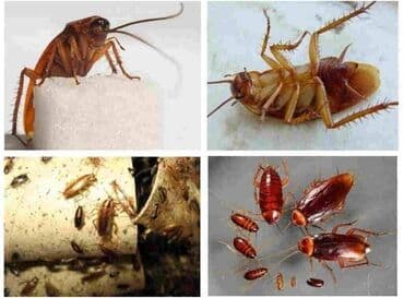 дезинфекция дома от клопов ош: Дезинфекция, дезинсекция, | Клопы, Тараканы, Обработка деревьев, | Квартиры, Дома, Дворы — 4