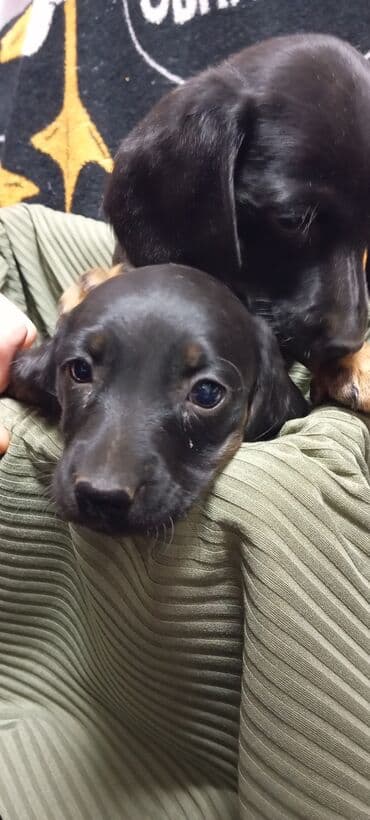 купить собаку в бишкеке: Такса, 2 месяца, Самец, С родословной — 1