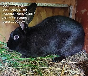 собака самец: Продаю | Кролик самец | Серый великан | Для разведения — 4
