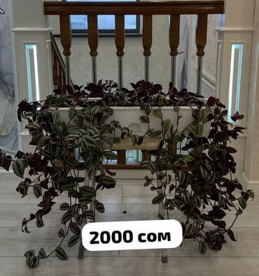 саженцы хурма: Домашние комнатные цветы 🌿 Разные виды — смотрите цены на фото Продаю — 2