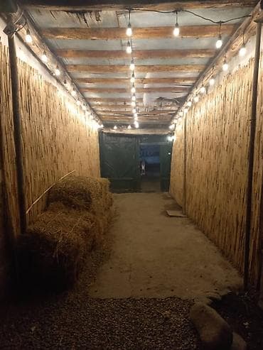 коты бишкек: Башка жаныбарлар — 1