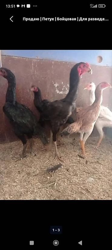 Продаю | Петух | Бойцовая | Для разведения