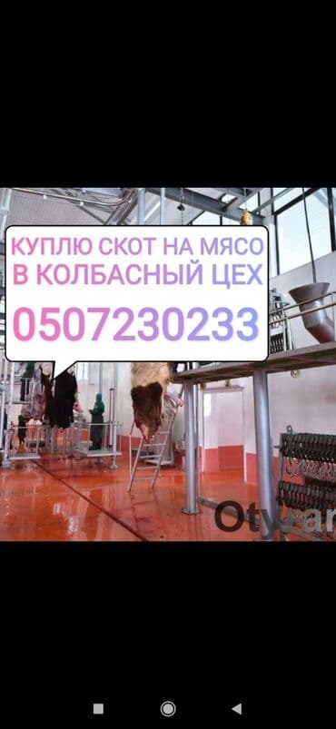 поставщики кормов для животных бишкек: Куплю | Коровы, быки, Лошади, кони | Круглосуточно, Любое состояние, Забитый — 1