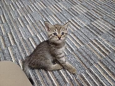 абисинская кошка: Кошка даром: Беспородная, 1 месяц, Девочка, Приучена к лотку — 1