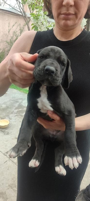 бульдога: 2 айлык, Эркек, Эмделген, Ит тегин тастыктоочу документ — 6