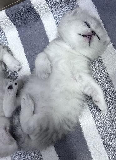 кости: Скотиш Страйт (Шотландская прямоухая), 2 месяца, Мальчик, Серебристая шиншилла, Приучена к лотку — 10