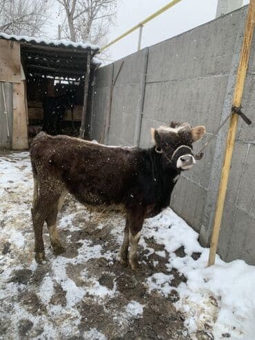 Продаю | Музоо, торпок | Полукровка | На откорм | Привязанные