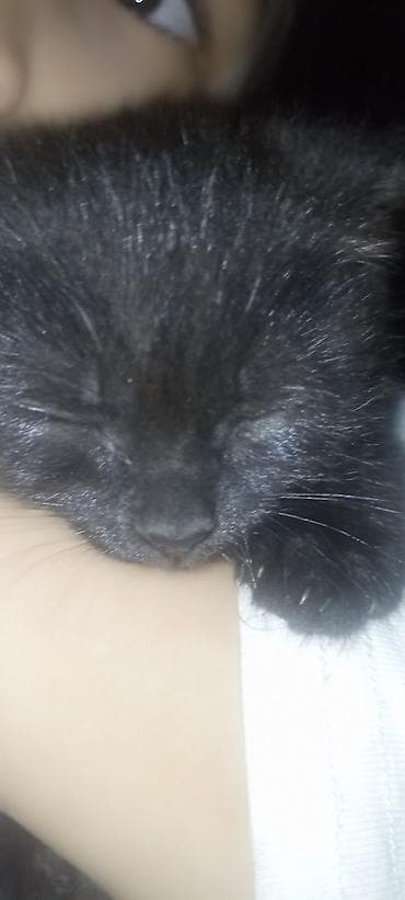 ориентал кошка: Шотландская вислоухая кошка (Scottish Fold) - Окрас — 1