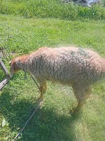 кара кон: Продаю | Овца (самка), Баран (самец) — 4