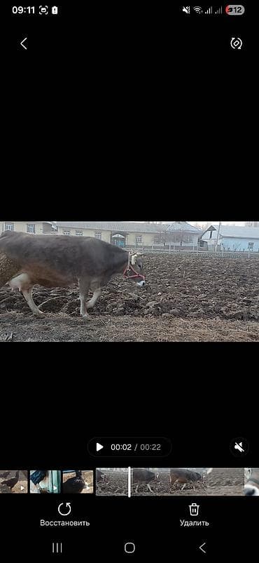 дайльный аппарат: Продаю | Корова (самка) | Полукровка | Для молока | Привязанные — 2