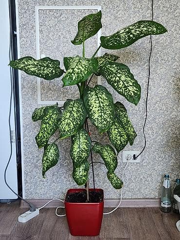 Продаю комнатный цветок at lalafo.kg Продаю комнатный цветок