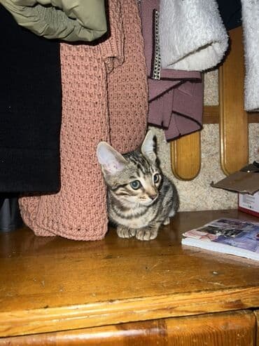 котик вислоухий купить: Котёнок с красивым тигровым окрасом (чёрно‑серые полосы и розовый — 2