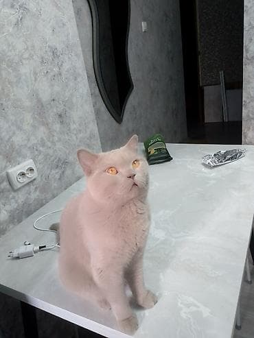 Аквариумдар: Британский короткошёрстный кот, окрас лиловый (пастельно‑серый) — 5