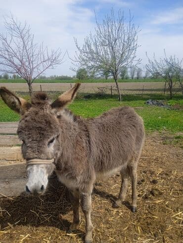 продам бу оборудование для птицефабрики: Кодик Бир жаш — 2