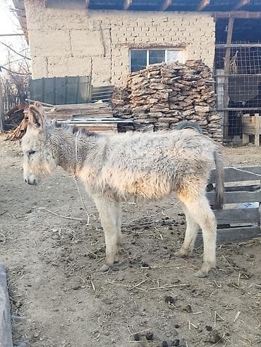 С/х животные и товары: 6 айлык кодик сатылат кулук характерлери жакшы тиштебейт — 3