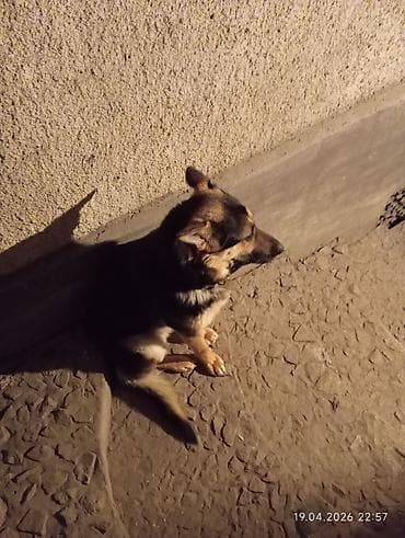 норные собаки: Молодая собака среднего размера с классическим чёрно‑рыжим окрасом — 3