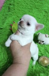двойка для мальчика: Чихуахуа, 2 месяца, Самец, С родословной, С прививкой — 4