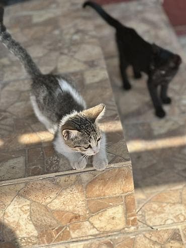 грызуны домашние: 🐱 Отдам котят в добрые руки БЕСПЛАТНО! Даром 😔💔. Очень срочно! Ищем — 1