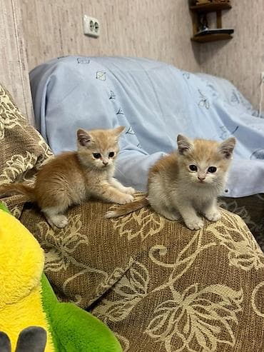 манчкин котенок: ОТДАМ В ДОБРЫЕ РУКИ! Только ответственным людям в хорошие условия! — 5