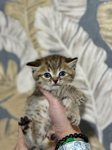 показы 1 354 72 договорная кошка даром британская короткошёрстная 1 год мальчик метис 2 позвонить написать: Британ кыска жүндүү, 1 айлык, Эркек, Алтын шиншилла, Лотокко барууга үйрөтүлгөн — 5